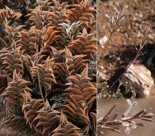 Haworthia viscosa (L.) Haw. 3