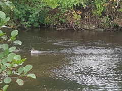 Mergus merganser merganser