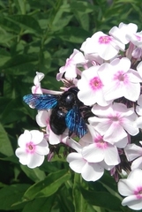 Xylocopa