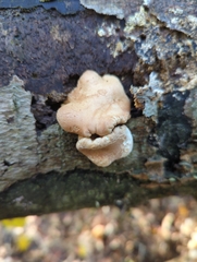 Trichoderma peltatum