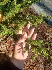 Juniperus communis