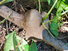 Dioscorea bulbifera