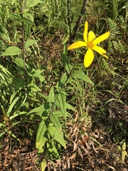 Helianthus resinosus