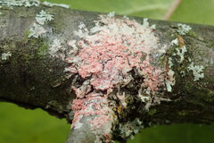 Marchandiomyces corallinus