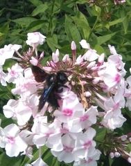 Xylocopa