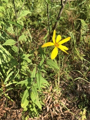 Helianthus resinosus