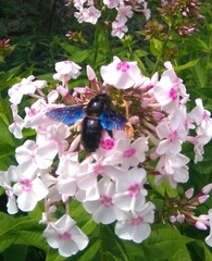 Xylocopa