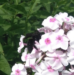 Xylocopa