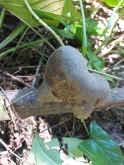 Dioscorea bulbifera