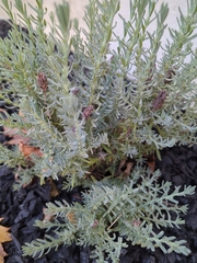 Ericameria ericoides