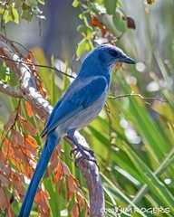 Aphelocoma coerulescens