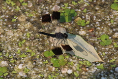 Brachythemis leucosticta