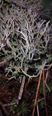 Cladonia rangiformis