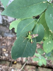 Lycambes