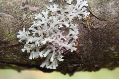 Physcia tenella