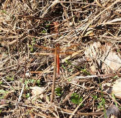 Libellula needhami