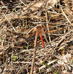 Libellula needhami