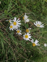 Tripleurospermum