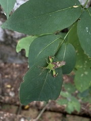Lycambes