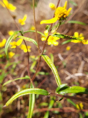 Helianthus porteri