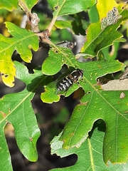 Syrphini