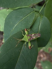 Lycambes