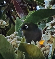 Zosterops virens capensis