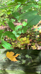 Fraxinus nigra