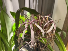 Crinum × amabile