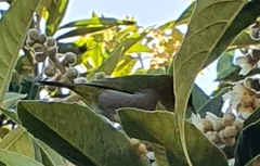 Zosterops virens capensis