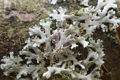 Physcia tenella