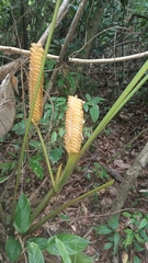Calathea crotalifera image
