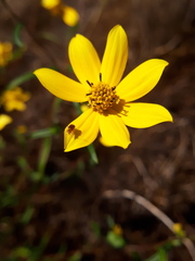 Helianthus porteri