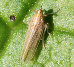 Stenocranus