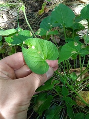 Viola collina