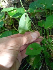 Viola collina
