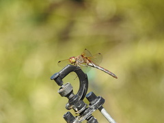 Sympetrum striolatum imitoides
