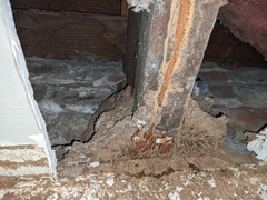 Coptotermes formosanus