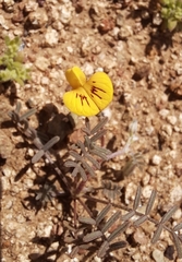 Adesmia eremophila