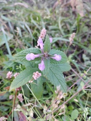 Stachys palustris