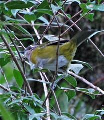 Chlorospingus flavopectus