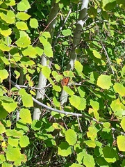 Nymphalis xanthomelas