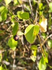 Prunus mahaleb
