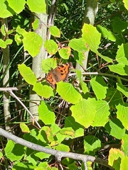 Nymphalis xanthomelas