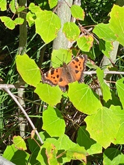 Nymphalis xanthomelas