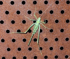 Insara elegans