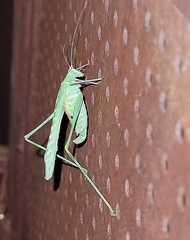 Insara elegans
