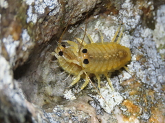 Ligia exotica
