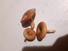 Rhodocybe