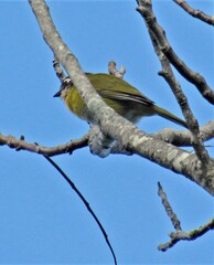 Chlorospingus flavopectus